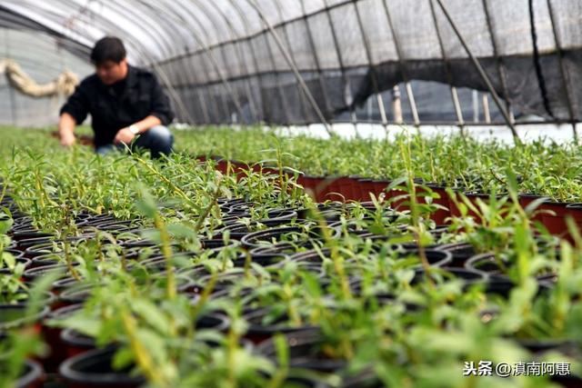 栽种铁皮石斛，成活率、发芽率较低？是选用基质、及管理不当导致