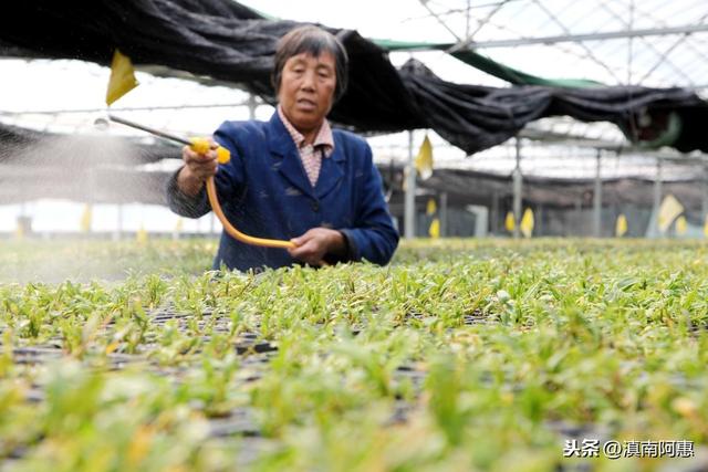 栽种铁皮石斛，成活率、发芽率较低？是选用基质、及管理不当导致