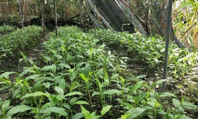 草果如何高效栽培？掌握几个关键技巧，产量、品质有保障