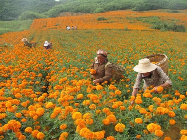 农村常见的一朵小黄花，不仅外观好看，还能卖大钱