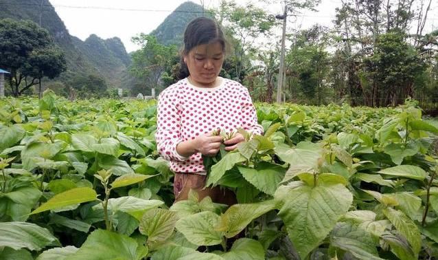 桑树春伐采收有何特点？冬季重剪需要注意哪些问题？看完你就懂了