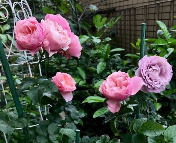 月季花是个“病秧子”，冬季“3点”别忽略，无病无灾，安稳越冬