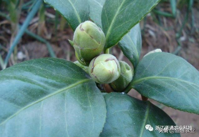 冬天养茶花注意3个“小诀窍”，学会了不掉叶不僵蕾，叶绿花艳