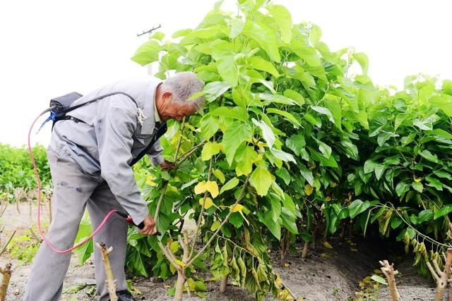 桑树春伐采收有何特点？冬季重剪需要注意哪些问题？看完你就懂了