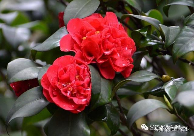 冬天养茶花注意3个“小诀窍”，学会了不掉叶不僵蕾，叶绿花艳