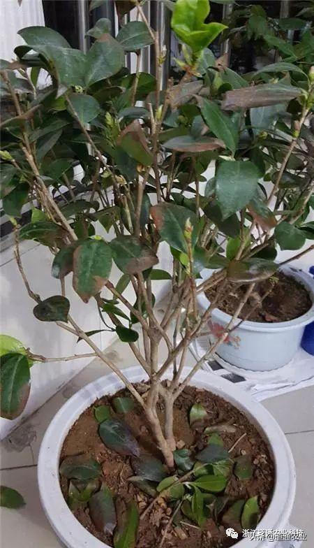 冬天养茶花注意3个“小诀窍”，学会了不掉叶不僵蕾，叶绿花艳