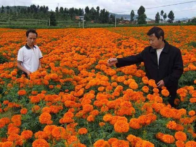 农村常见的一朵小黄花，不仅外观好看，还能卖大钱