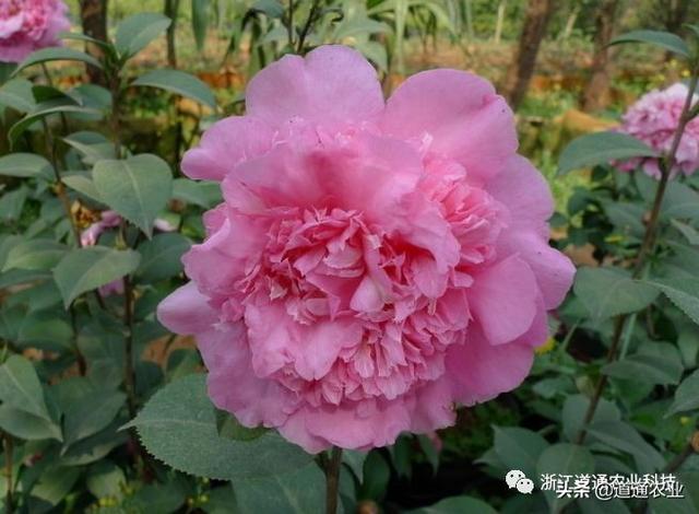 冬天养茶花注意3个“小诀窍”，学会了不掉叶不僵蕾，叶绿花艳