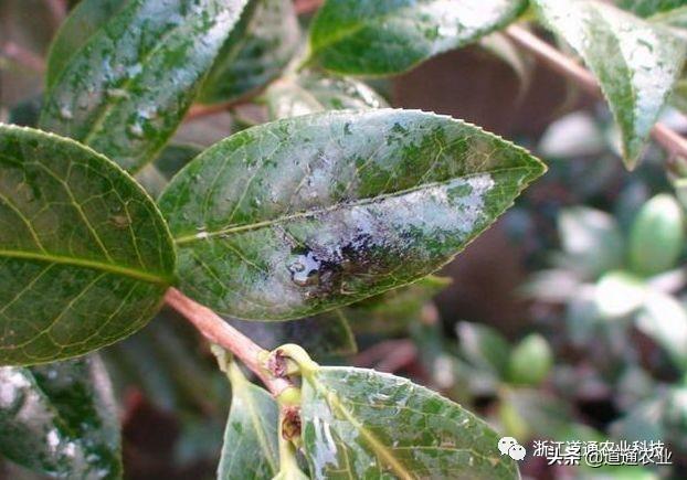 冬天养茶花注意3个“小诀窍”，学会了不掉叶不僵蕾，叶绿花艳