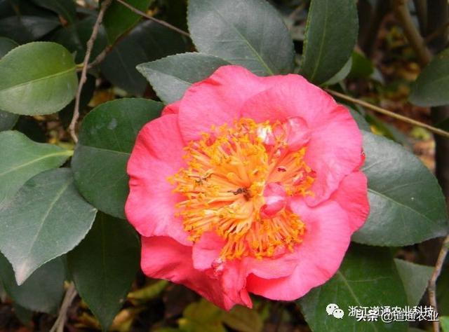冬天养茶花注意3个“小诀窍”，学会了不掉叶不僵蕾，叶绿花艳