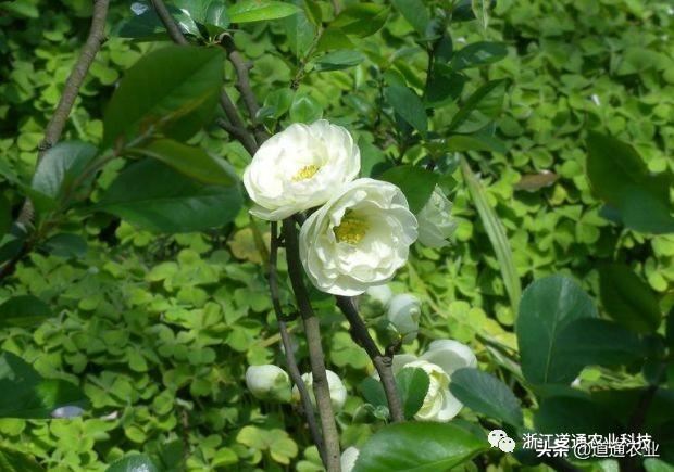 冬天养茶花注意3个“小诀窍”，学会了不掉叶不僵蕾，叶绿花艳