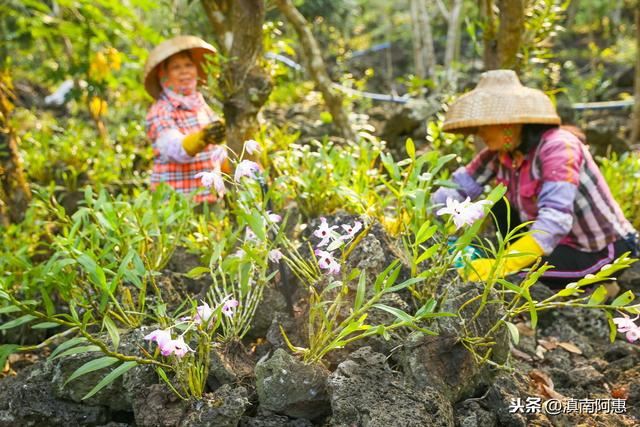 栽种铁皮石斛，成活率、发芽率较低？是选用基质、及管理不当导致