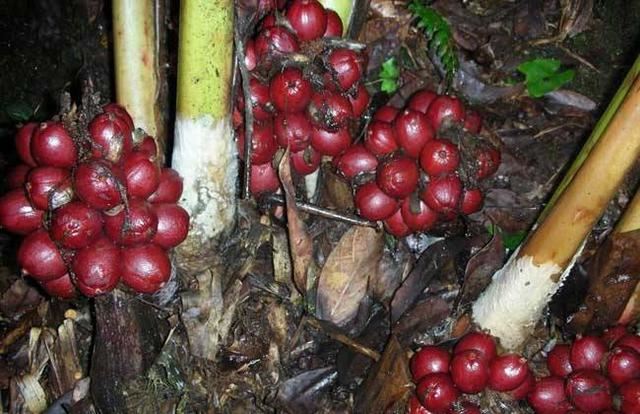草果如何高效栽培？掌握几个关键技巧，产量、品质有保障