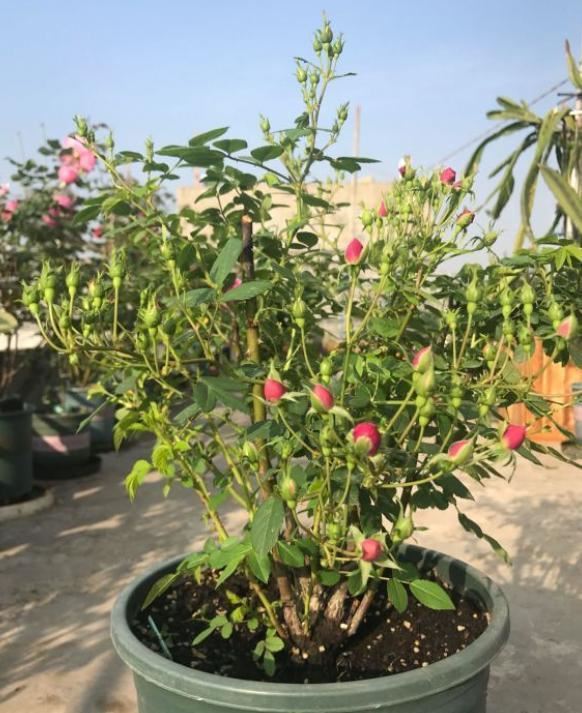 月季花是个“病秧子”，冬季“3点”别忽略，无病无灾，安稳越冬