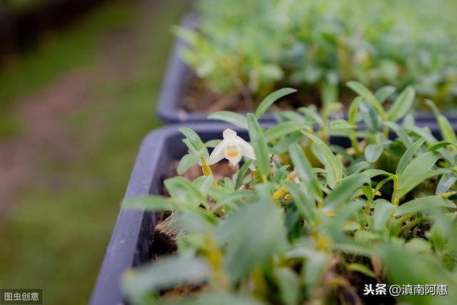 栽种铁皮石斛，成活率、发芽率较低？是选用基质、及管理不当导致