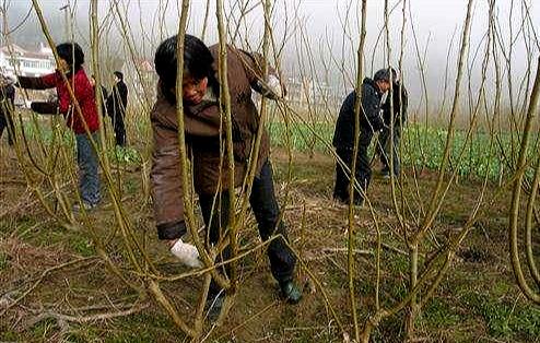 桑树春伐采收有何特点？冬季重剪需要注意哪些问题？看完你就懂了