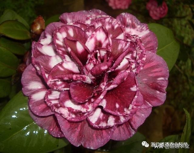 冬天养茶花注意3个“小诀窍”，学会了不掉叶不僵蕾，叶绿花艳