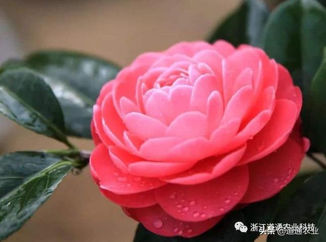 冬天养茶花注意3个“小诀窍”，学会了不掉叶不僵蕾，叶绿花艳