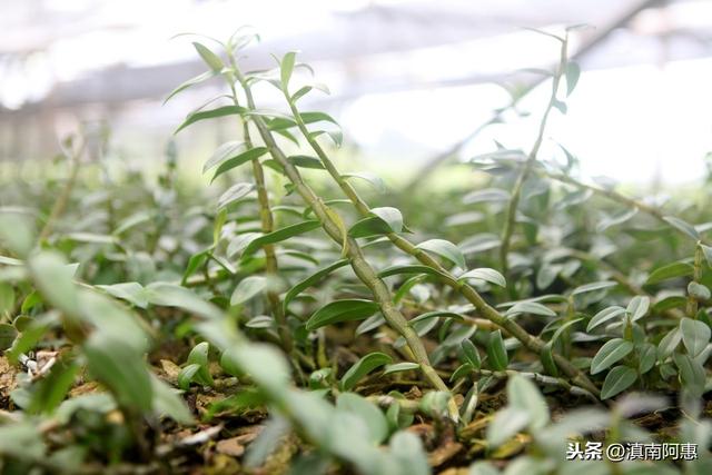 栽种铁皮石斛，成活率、发芽率较低？是选用基质、及管理不当导致