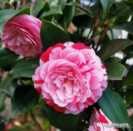 冬天养茶花注意3个“小诀窍”，学会了不掉叶不僵蕾，叶绿花艳