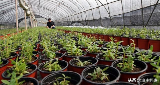 栽种铁皮石斛，成活率、发芽率较低？是选用基质、及管理不当导致