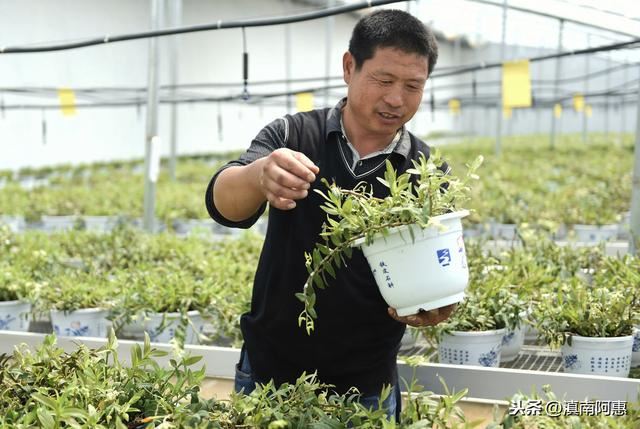 栽种铁皮石斛，成活率、发芽率较低？是选用基质、及管理不当导致