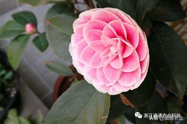 冬天养茶花注意3个“小诀窍”，学会了不掉叶不僵蕾，叶绿花艳