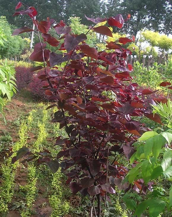 红叶紫荆种子的播种方法，做好这几步就能顺利生长