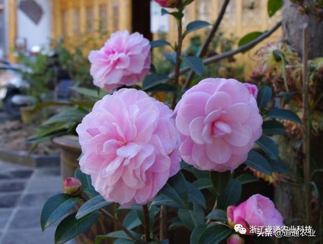冬天养茶花注意3个“小诀窍”，学会了不掉叶不僵蕾，叶绿花艳