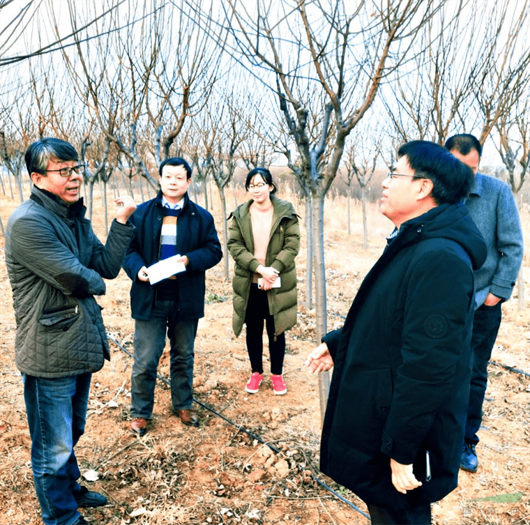 鲁企筛选出适生园林品种 梅花有望在北方遍地开花