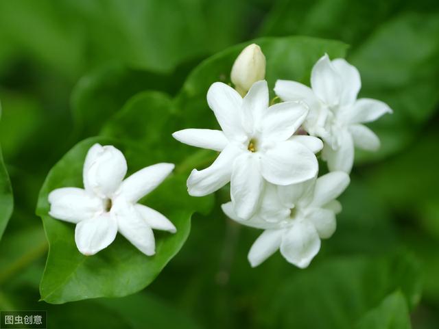 冬季茉莉花根烂？学会水肥养护，带来根系健康、植株健壮