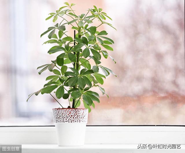 鸭脚木拔节短？避免这几点，枝节修长叶油亮
