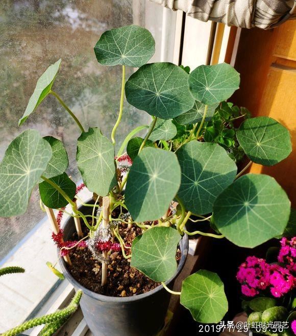 旱金莲养护了解这几点，全年开花不断，花色艳丽