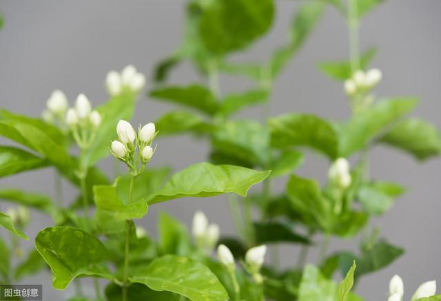 冬季茉莉花根烂？学会水肥养护，带来根系健康、植株健壮