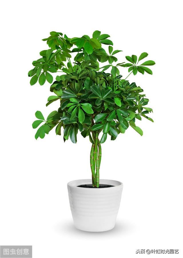 鸭脚木拔节短？避免这几点，枝节修长叶油亮