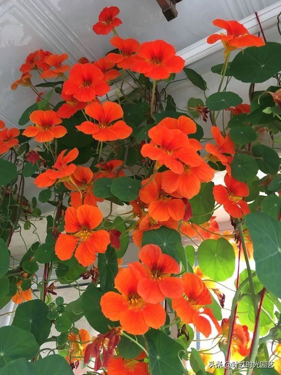 旱金莲养护了解这几点，全年开花不断，花色艳丽