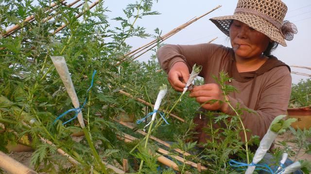 菊花扦插繁殖成活低？改成嫁接繁殖的方式，有效提高成活率