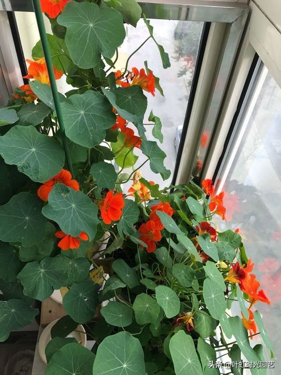 旱金莲养护了解这几点，全年开花不断，花色艳丽