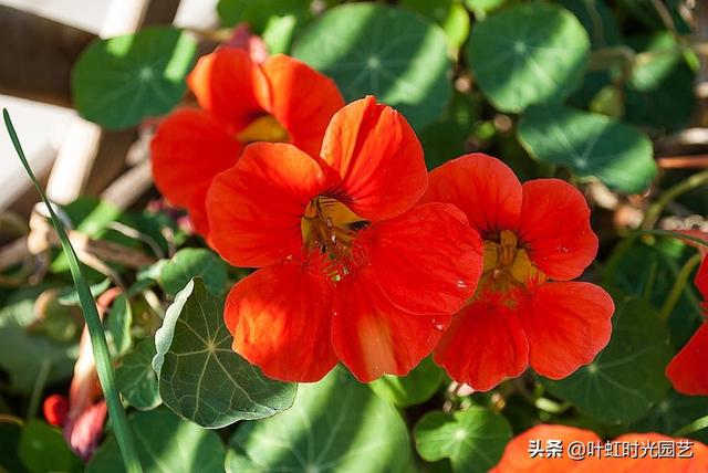 旱金莲养护了解这几点，全年开花不断，花色艳丽
