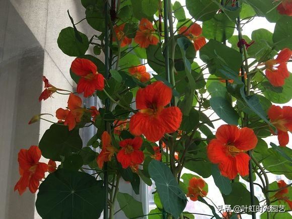 旱金莲养护了解这几点，全年开花不断，花色艳丽
