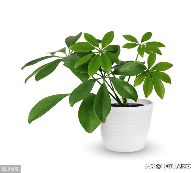 鸭脚木拔节短？避免这几点，枝节修长叶油亮
