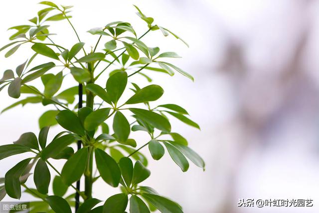 鸭脚木拔节短？避免这几点，枝节修长叶油亮