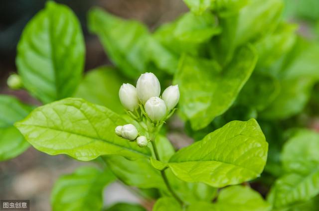冬季茉莉花根烂？学会水肥养护，带来根系健康、植株健壮
