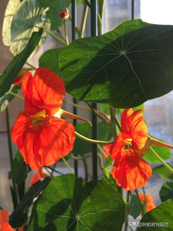 旱金莲养护了解这几点，全年开花不断，花色艳丽