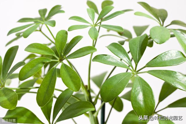 鸭脚木拔节短？避免这几点，枝节修长叶油亮