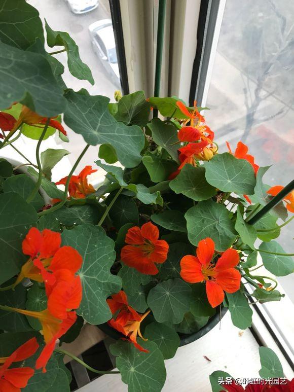 旱金莲养护了解这几点，全年开花不断，花色艳丽