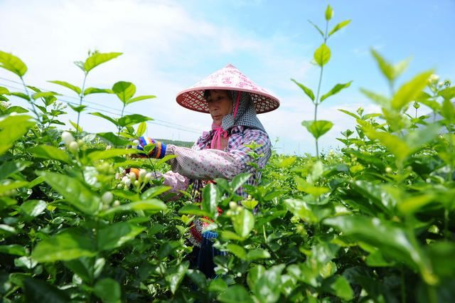冬季茉莉花根烂？学会水肥养护，带来根系健康、植株健壮
