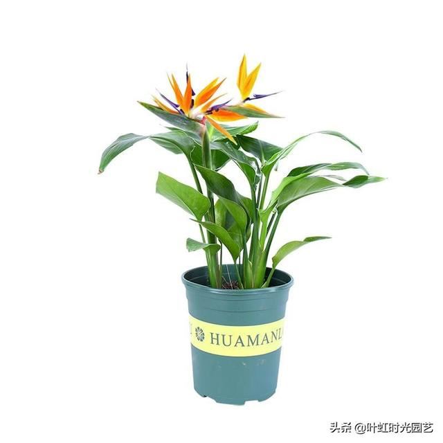 鹤望兰冬季养护注意啥？避开这几点，叶片油亮姿优雅