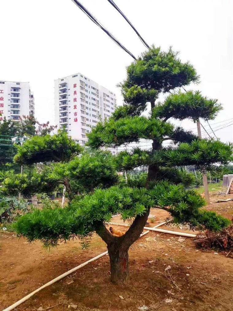 北海罗汉松苗农的致富经