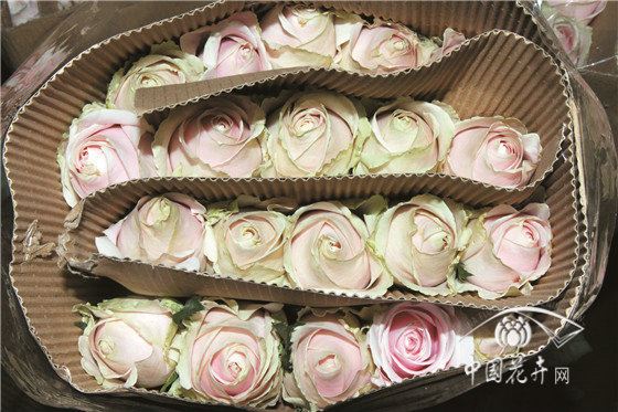 云南花价上涨品质难如意